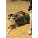 Picture of cat lost at Creteil