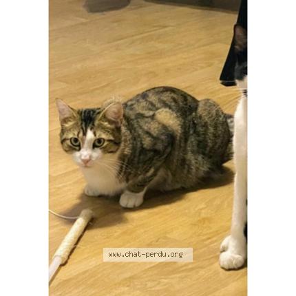 Photo 1/1 Youki Chat lost in Creteil