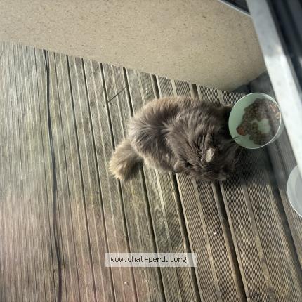 Photo 1/1 Found cat Found in Audrieu