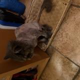 Picture of cat lost at Cranves Sales