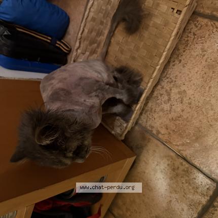 Photo 1/1 Mew Chat lost in Cranves sales