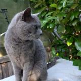 Picture of cat found at Lespignan