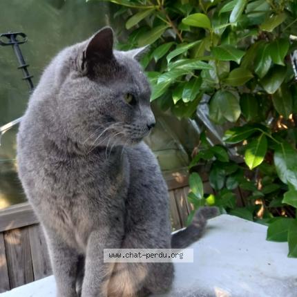 Photo 1/1 Cat reunited Found in Lespignan