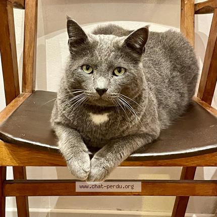 Photo 1/1 Vanessa Dussart Chat lost in Nice