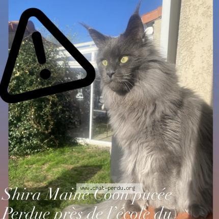 Photo 1/1 Shira Chat lost in Saint gaudens