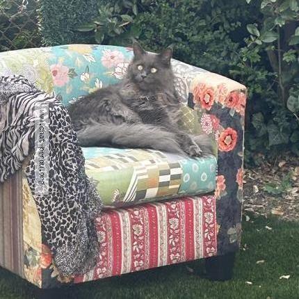 Photo 2/3 Shira Chat lost in Saint gaudens