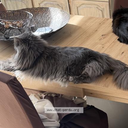 Photo 3/3 Shira Chat lost in Saint gaudens