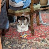 Picture of cat found at Ambert