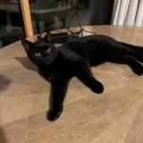 Picture of cat lost at Grand Bourgtheroulde