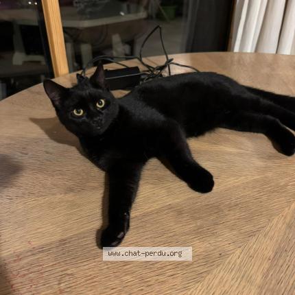 Photo 1/2 croquemou Chat lost in Grand bourgtheroulde