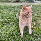 Picture of cat lost at Villefranche D Albigeois