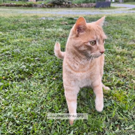 Photo 1/1 Symba Chat lost in Villefranche d albigeois