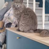 Picture of cat lost at Bourgoin Jailleu