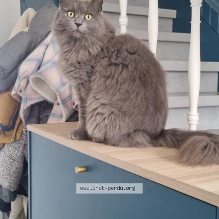 Photo 1/1 Lana Chat lost in Bourgoin jailleu