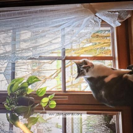 Photo 1/1 Mimo Chat lost in Rosenau