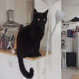 Picture of cat lost at Montpellier