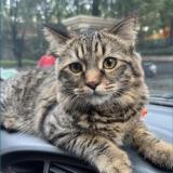 Picture of cat lost at Pune