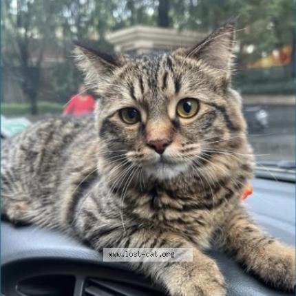 Photo 1/1 Milo Chat lost in Pune