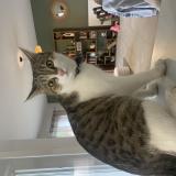 Picture of cat lost at Magescq