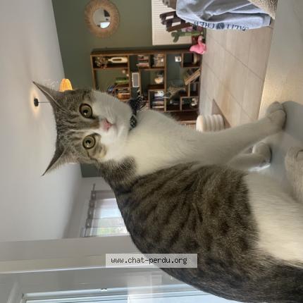 Photo 1/1 Sunny Chat lost in Magescq