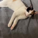 Picture of cat lost at Cambo Les Bains