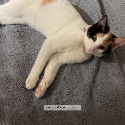 Photo 1/1 Beely Chat lost in Cambo les bains