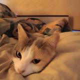 Picture of cat lost at Saint Arey