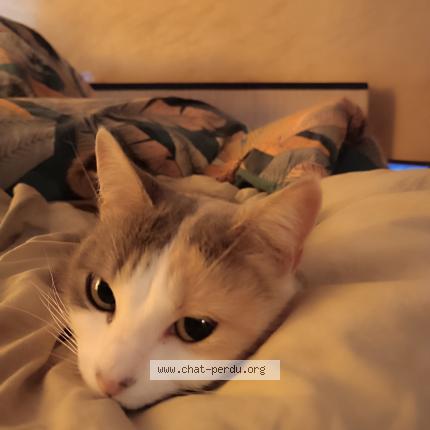 Photo 1/1 Prêle Chat lost in Saint arey