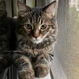 Picture of cat lost at Pune