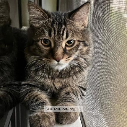 Photo 1/1 Milo Chat lost in Pune