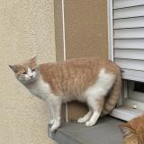 Picture of cat lost at St Didier Sur Chalaronne