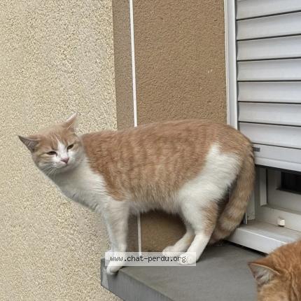 Photo 1/1 Chouquette Chat lost in St didier sur chalaronne