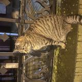 Picture of cat found at Armentieres
