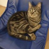 Picture of cat lost at Saint Etienne