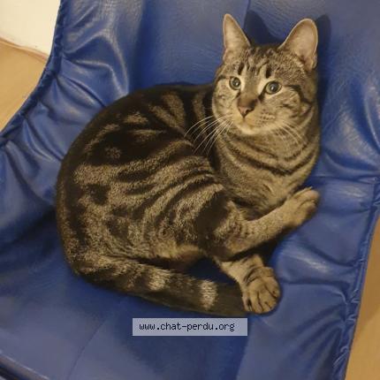 Photo 1/1 Titi Chat lost in Saint etienne