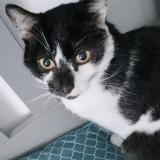 Picture of cat lost at Malguenac