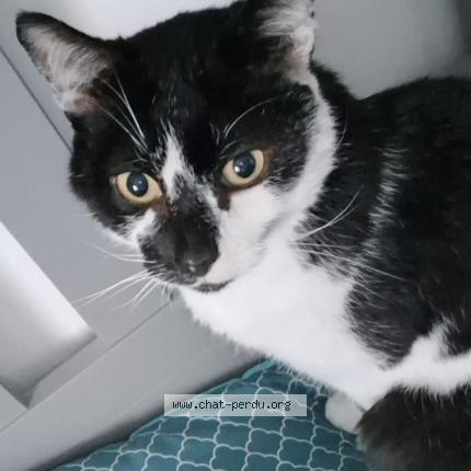 Photo 1/1 Patoune Chat lost in Malguenac