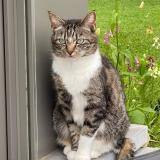 Picture of cat lost at Perwez