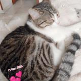 Picture of cat lost at St Nicolas D Aliermont