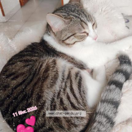 Photo 1/1 Nathalie GREBOVAL Chat lost in St nicolas d aliermont