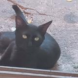 Picture of cat lost at Chiquimula