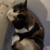 Picture of cat lost at Le Mans