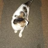 Picture of cat found at Crepy En Valois