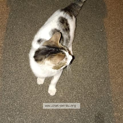 Photo 1/1 Found cat Found in Crepy en valois