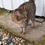 Picture of cat found at Montlouis