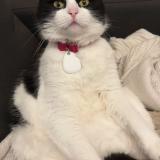 Picture of cat lost at Equeurdreville Hainneville