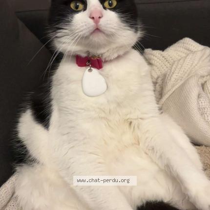 Photo 1/1 Peppa Chat lost in Equeurdreville hainneville