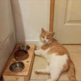 Picture of cat lost at Castelnau De Medoc