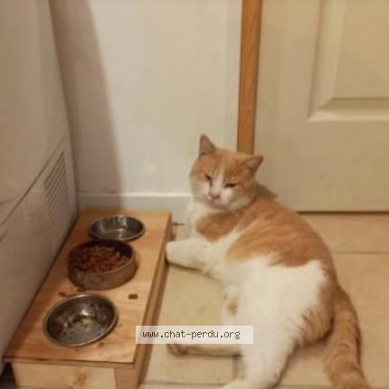 Photo 1/1 Tichat Chat lost in Castelnau de medoc