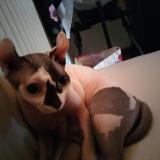 Picture of cat lost at Rennaz